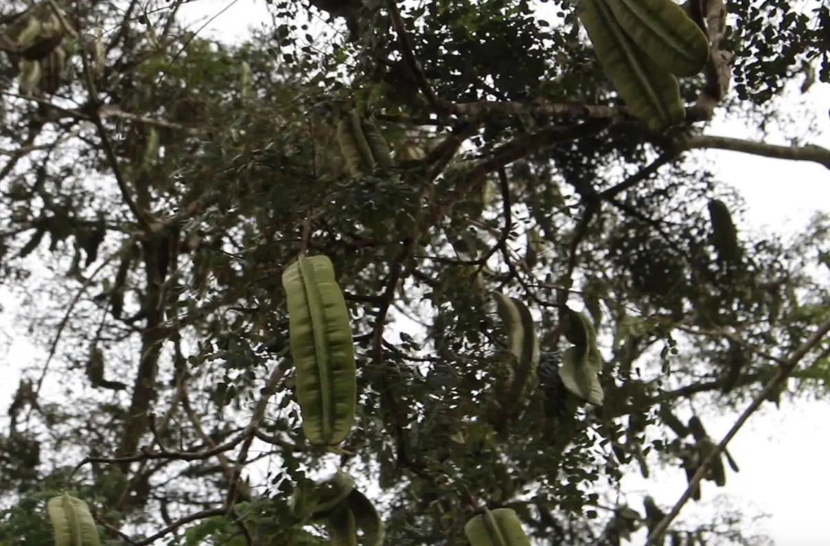 Fruit 4 côtés du Tétrapleura Tétraptéra (4 pièces)