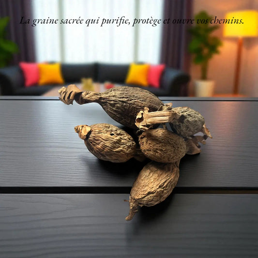 Ndong ou Sok Kwa ou Piment de Guinée (5 pièces)