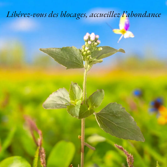 ROI DES HERBES (Ageratum conyzoides) 50gr 100% naturellement séché