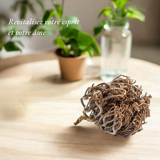 Le slogan Revitalisez votre esprit et votre âme est écrit à côté d'une rose de Jéricho ou chajarat mariam