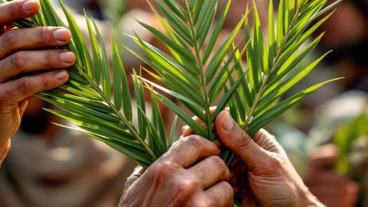 Dimanche des Rameaux : l’entrée dans la Semaine sainte