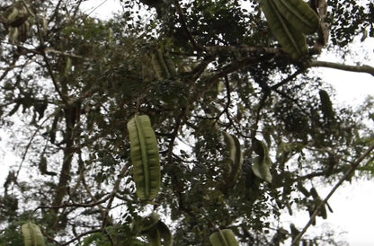 Fruit 4 côtés du Tétrapleura Tétraptéra (4 pièces)