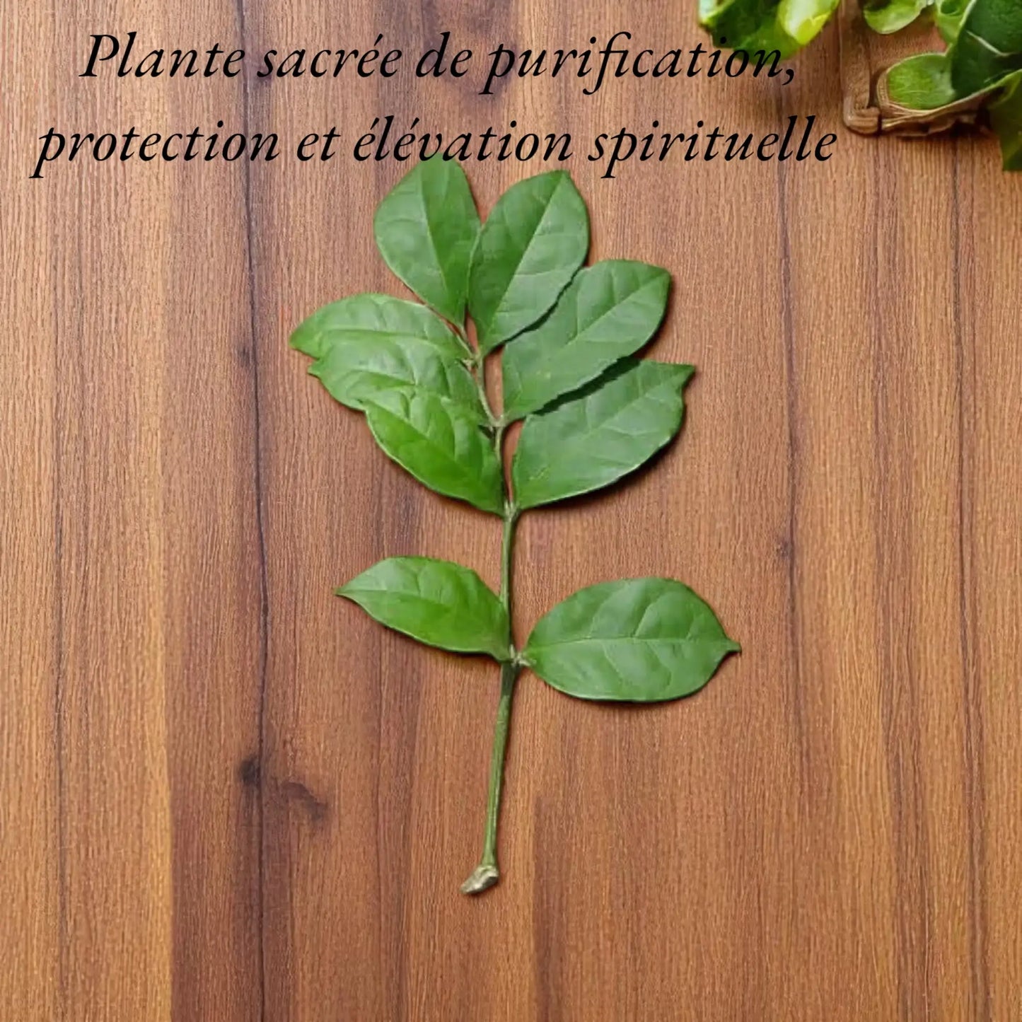 Hysope Africaine (Newbouldia laevis) Feuilles séchées 50gr