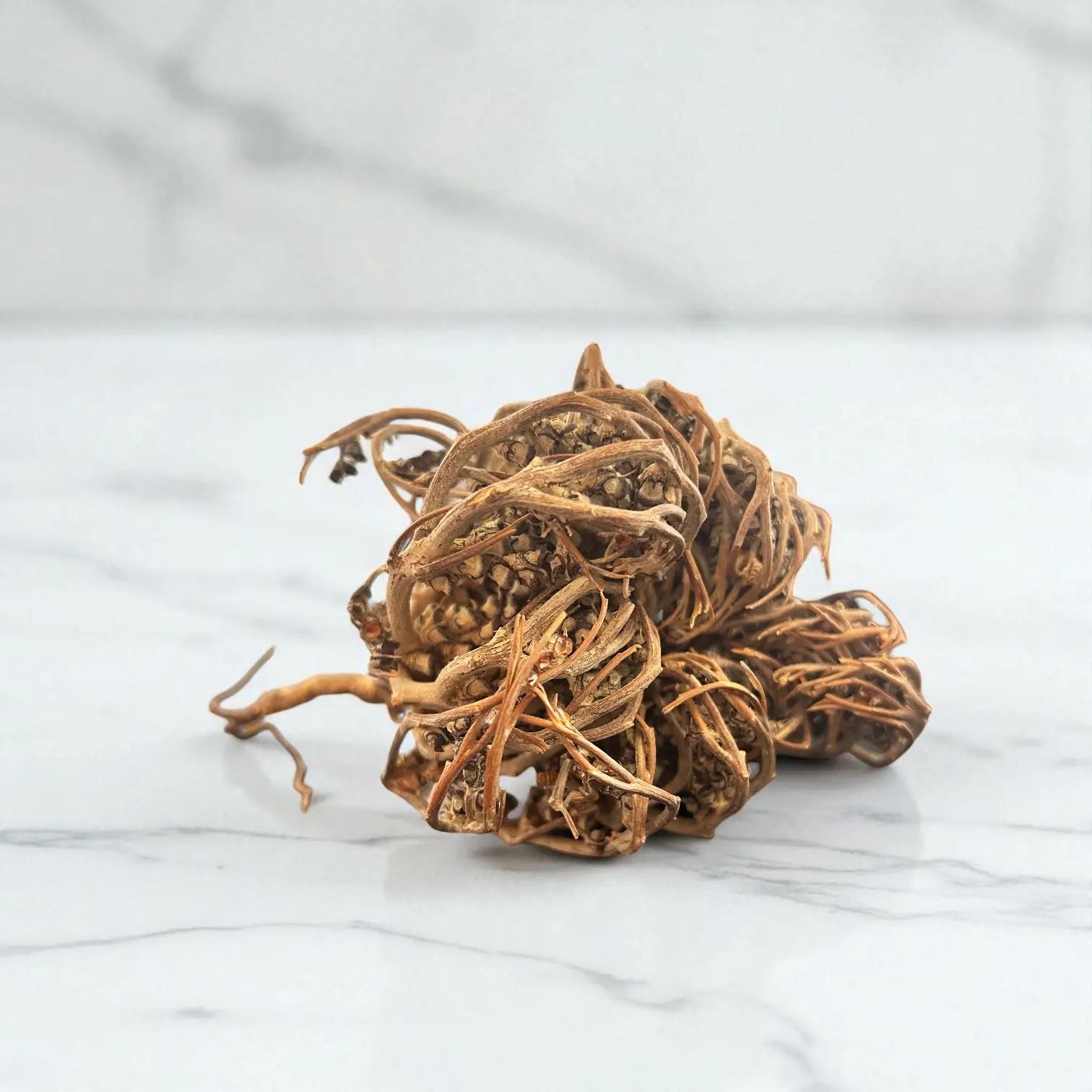Photo d'une rose de Jericho