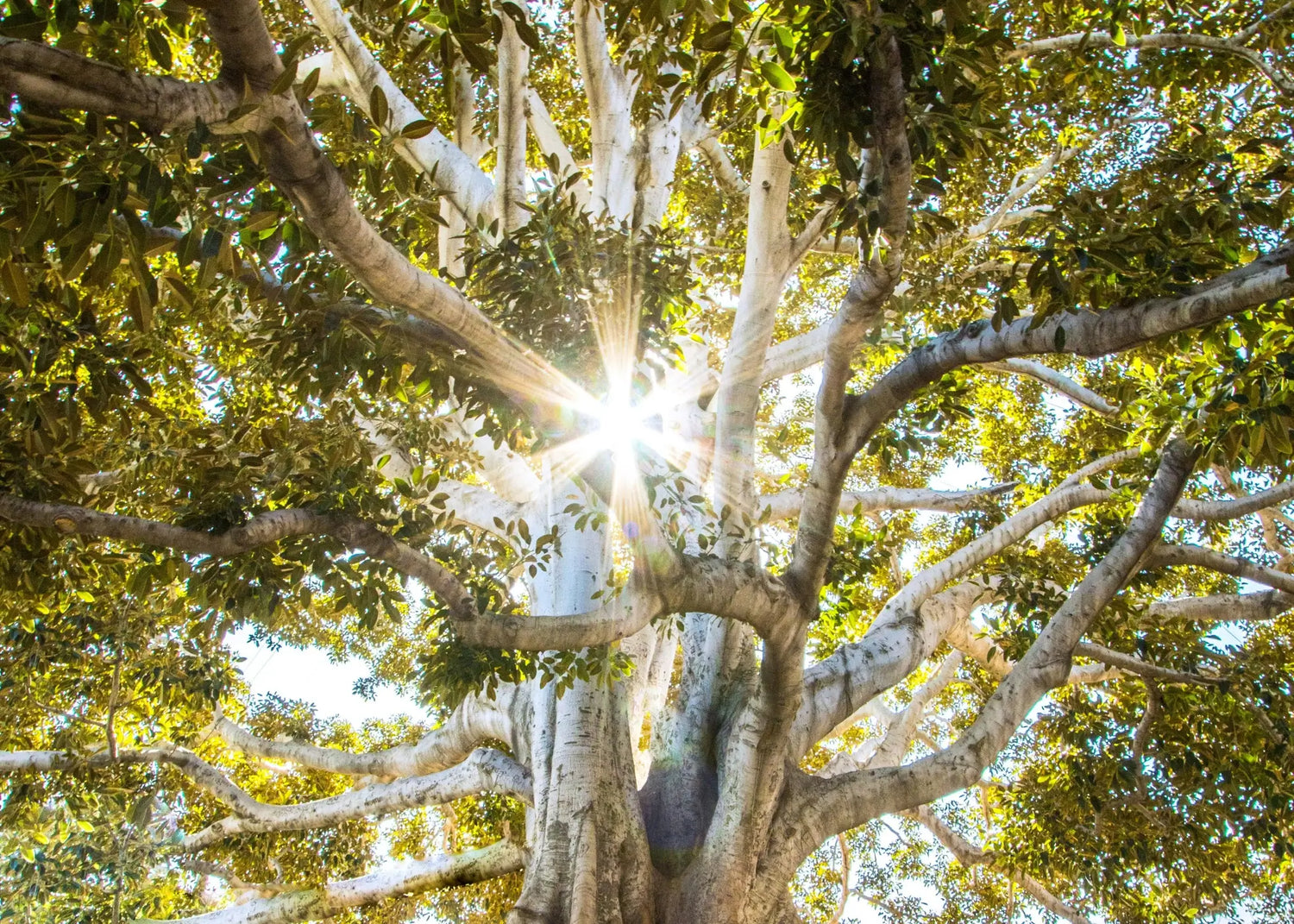 bel arbre avec des rayons de soleils passant à travers son dense feuillage