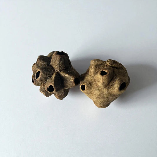 Jujube Neuf Yeux (2 pièces)