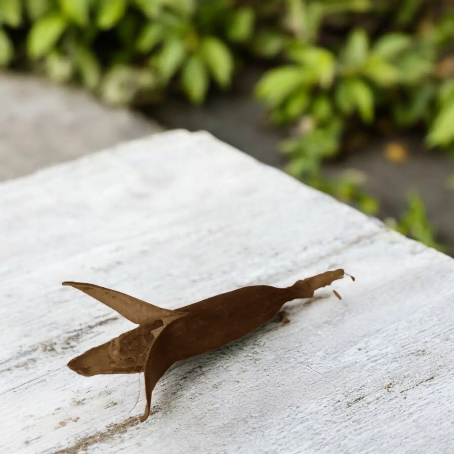 jujube posée sur une table de jardin