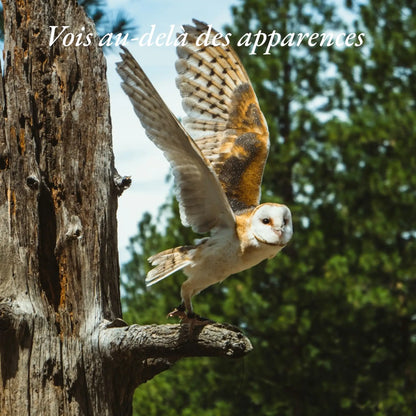 Plumes de Hibou