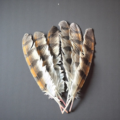 Plumes de Hibou