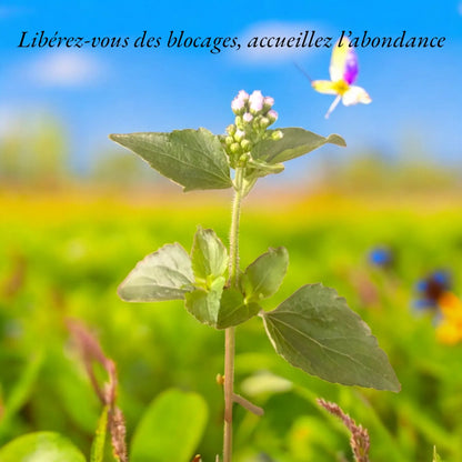 ROI DES HERBES (Ageratum conyzoides) 50gr