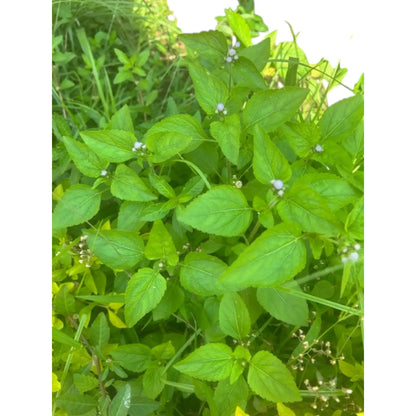 ROI DES HERBES (Ageratum conyzoides) 50gr