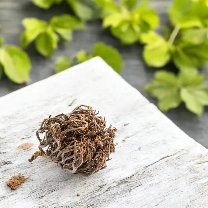 Une rose de Jericho posée sur une table de jardin